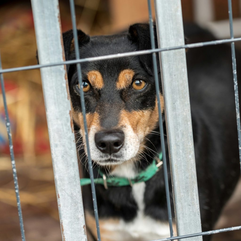 Rescue dog waiting for adoption at WAG Rescue in Wimberley, Texas