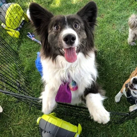 Rescue dog at an adoption event in Wimberley, TX