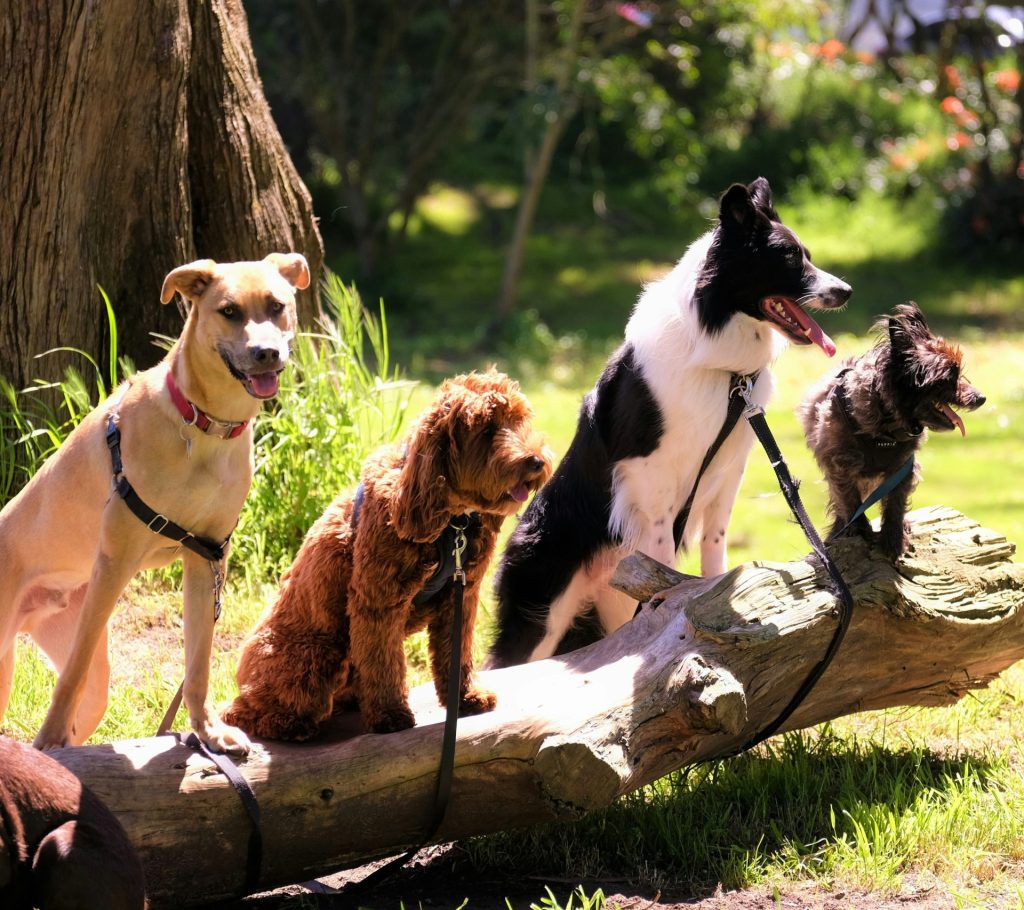 Four adoptable rescue dogs at WAG Rescue in Wimberley, Texas