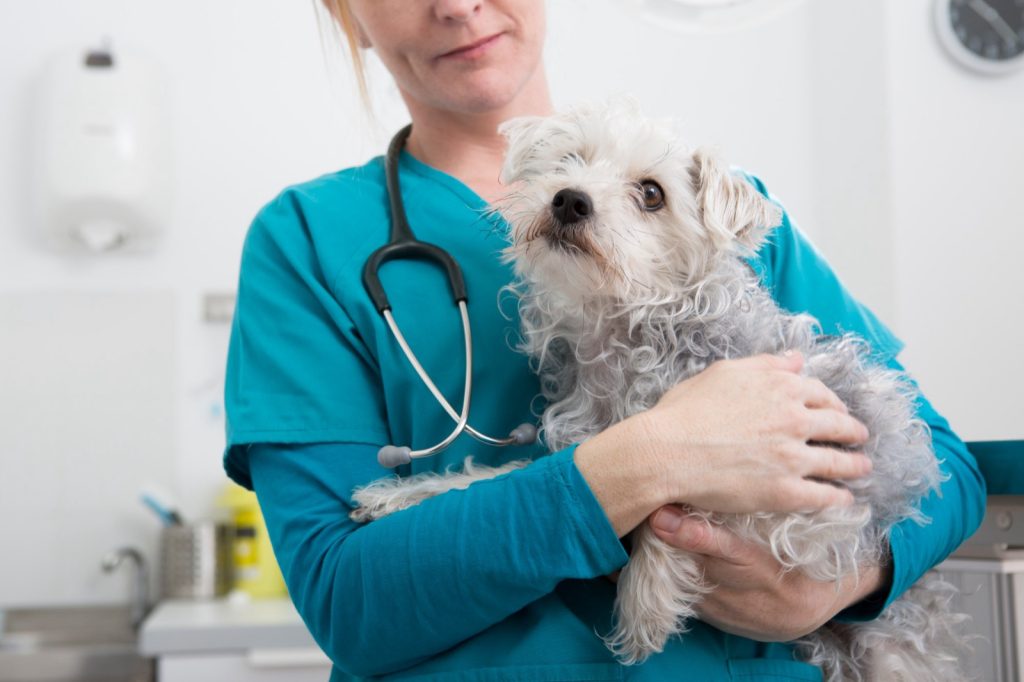 Veterinarian in scrubs holding a small white dog